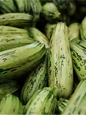 ALIMENTOS DA ESTAÇÃO | Abobrinha, a queridinha versátil da cozinha!