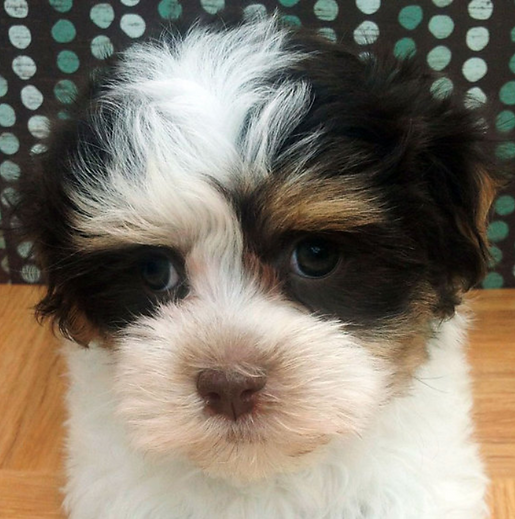 havanese coton de tulear dog puppy havaton