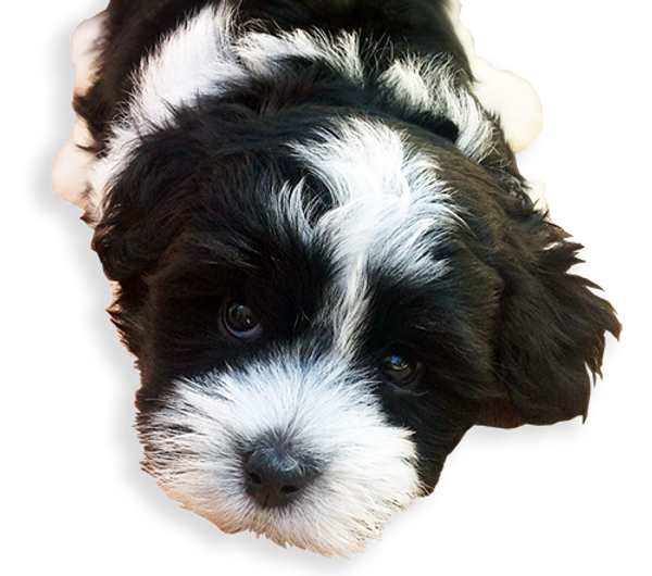havanese coton de tulear dog puppy havaton