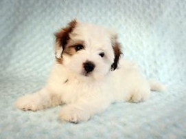 havanese coton de tulear dog puppy havaton