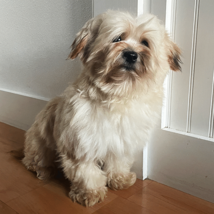 charlie-face-square2-stud -service-havanese-buff-studdog.net.gif