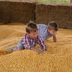 Children playing in the corn pit at Fresh Acres Fall Festival