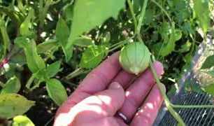 End-Of-Season Gardening Tips