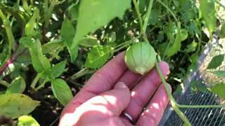 End-Of-Season Gardening Tips