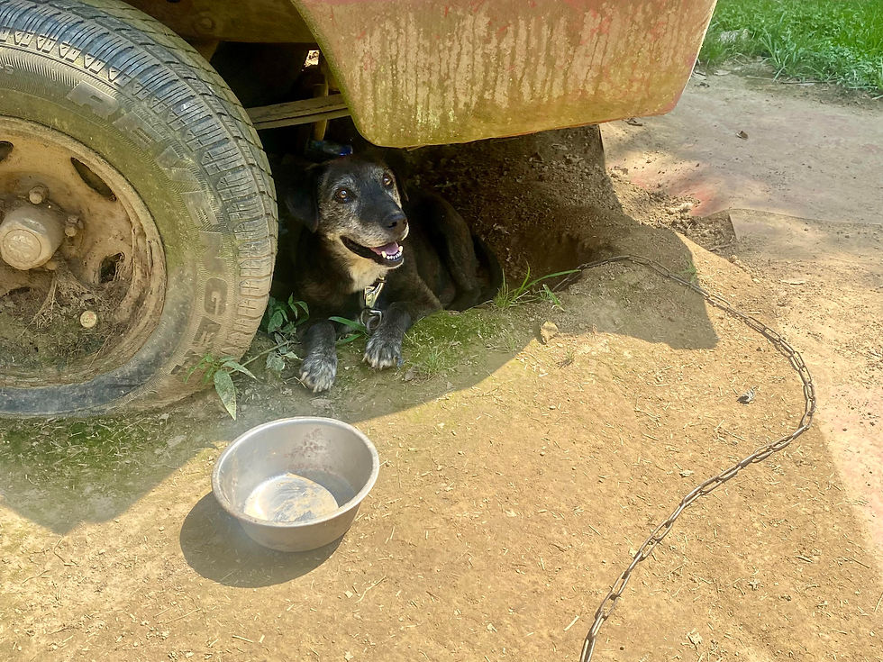 Help us help them!