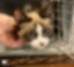 Rescued cat