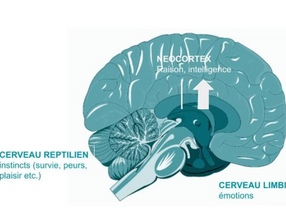 Pourquoi certains comportements compulsifs reviennent malgré la volonté ?