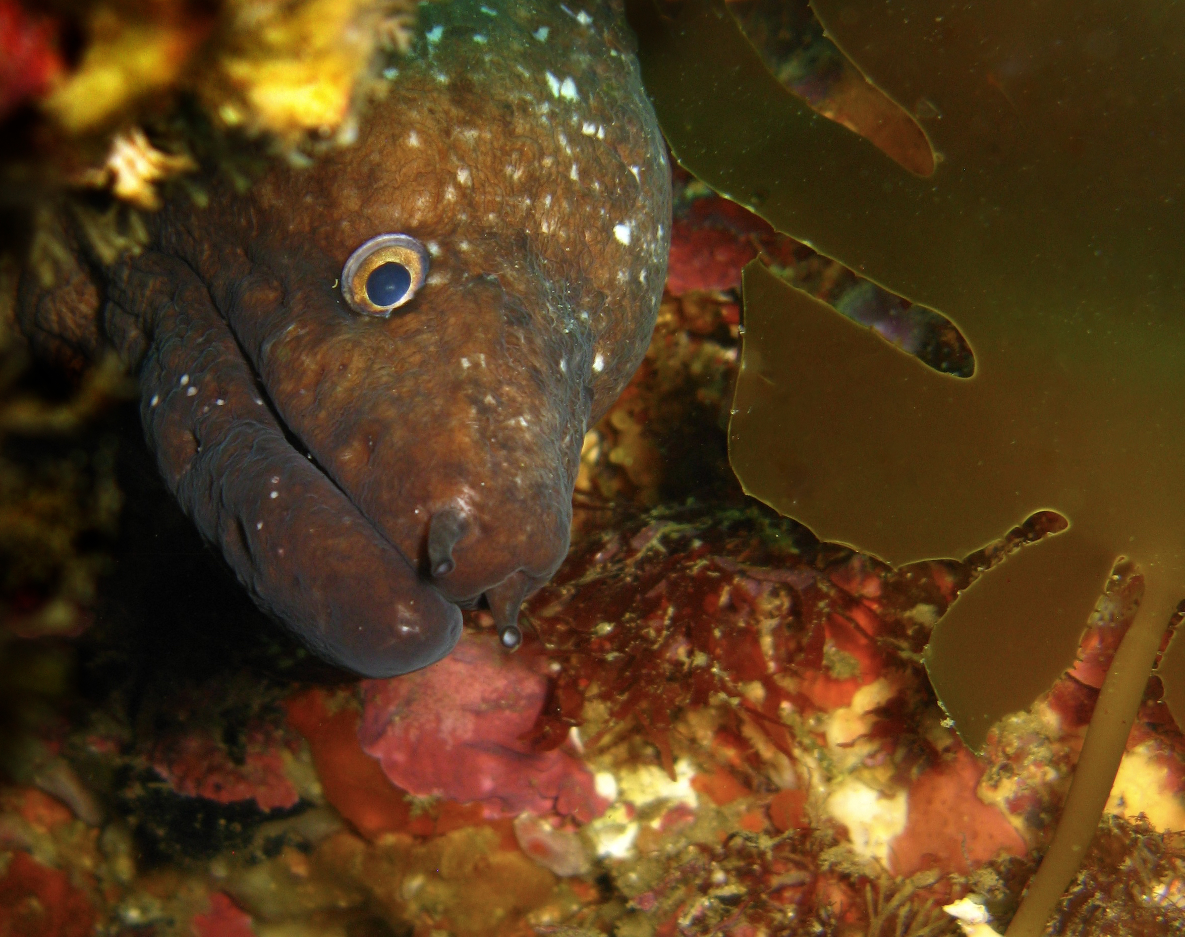 Moray Eel