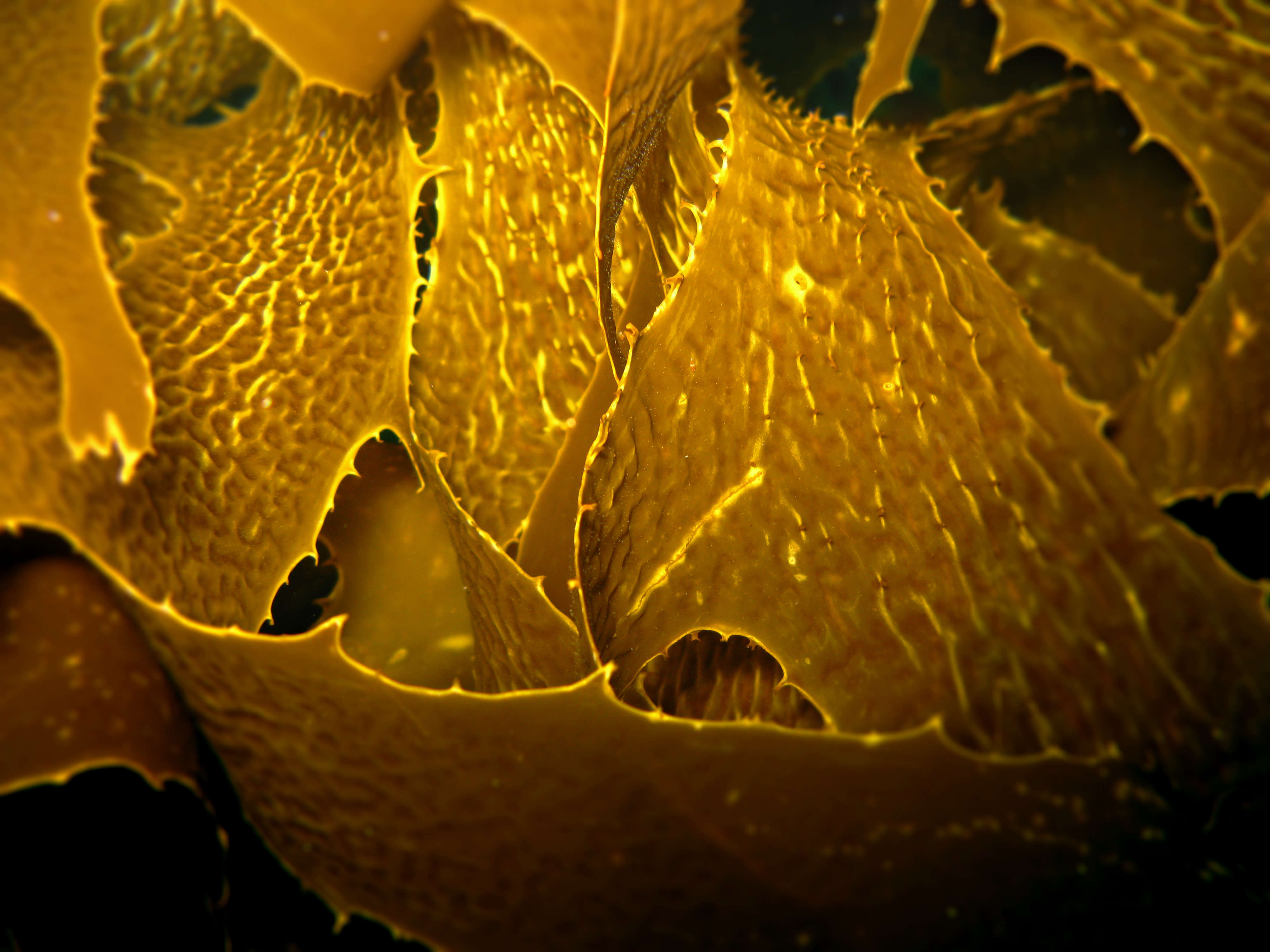 Brown Kelp