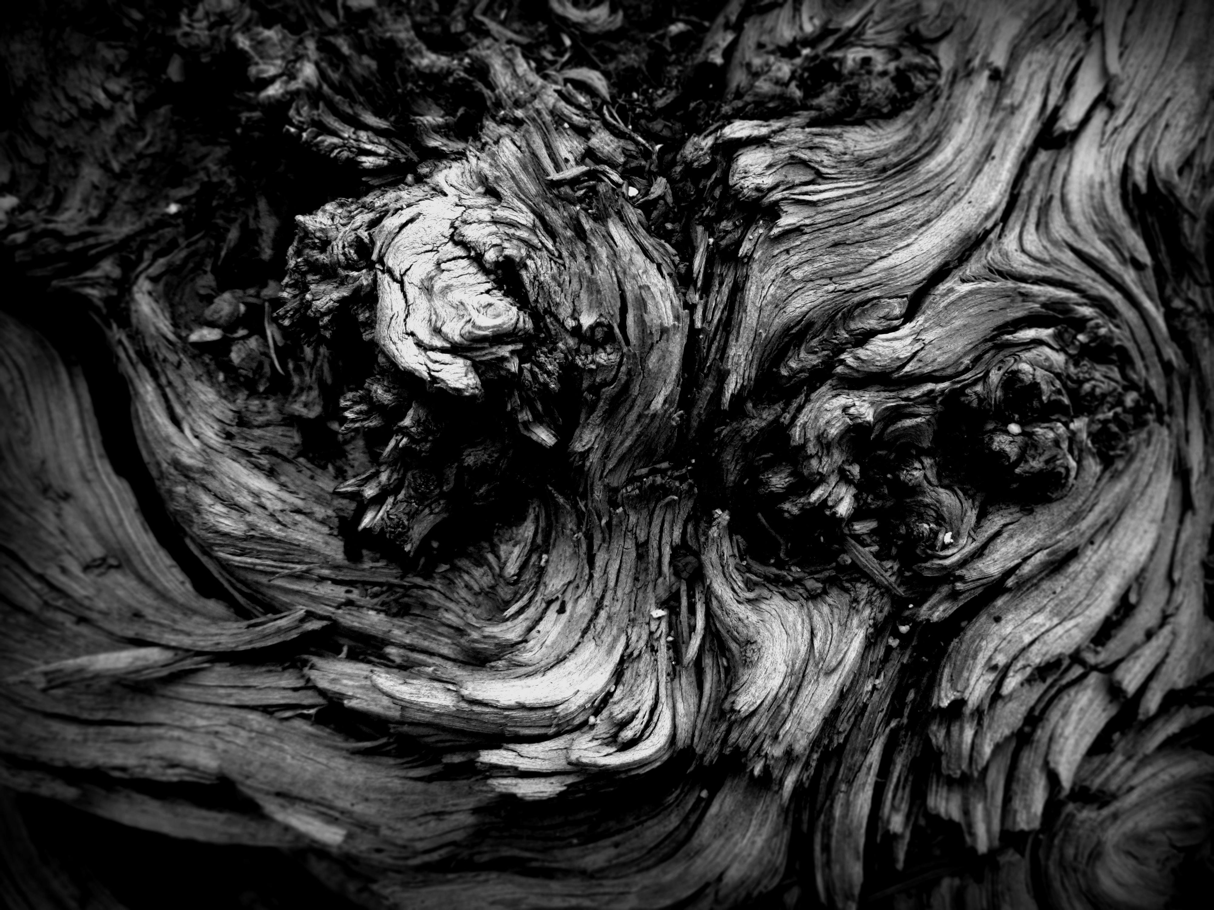 Bark