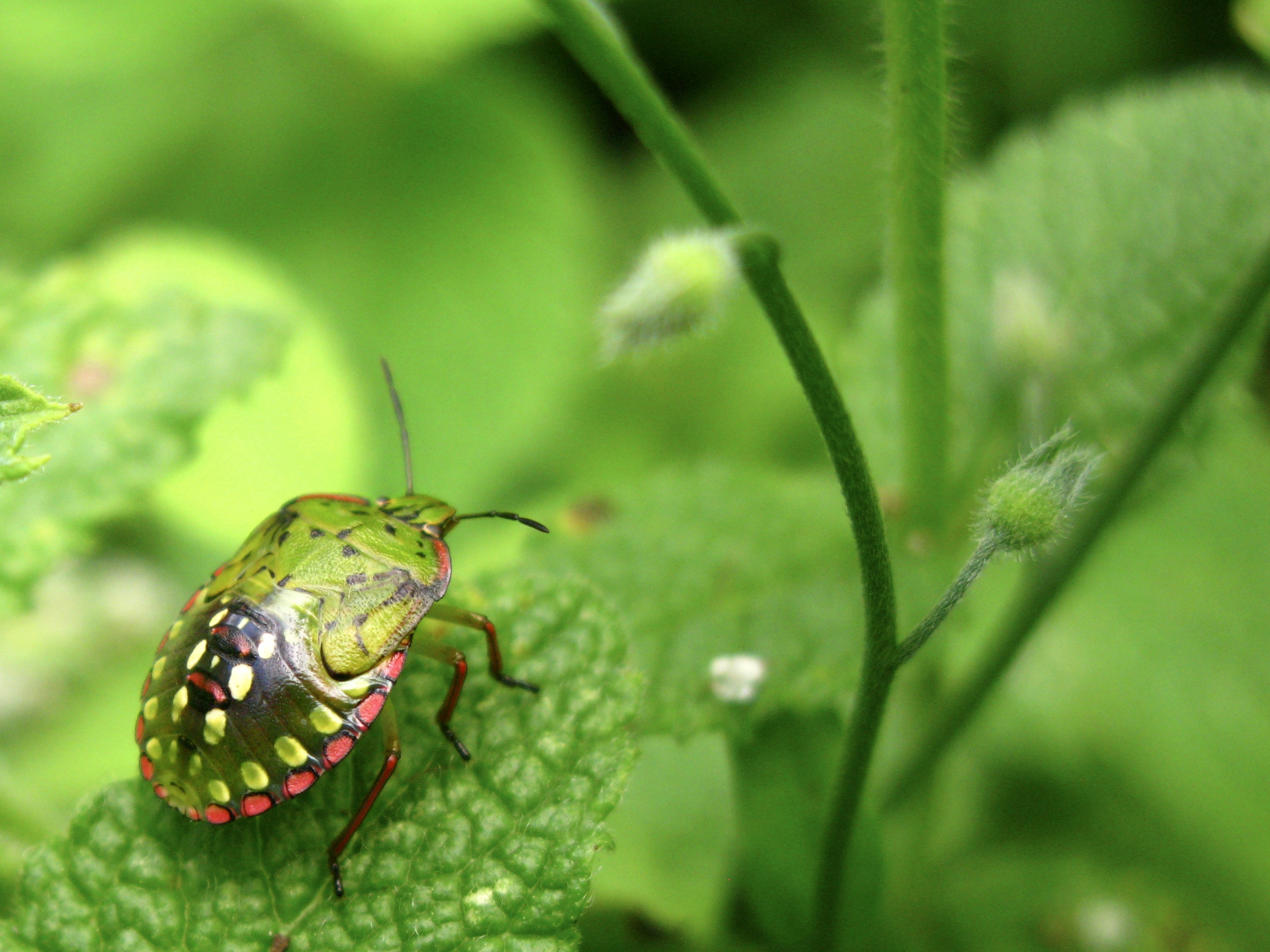 Green Weevil