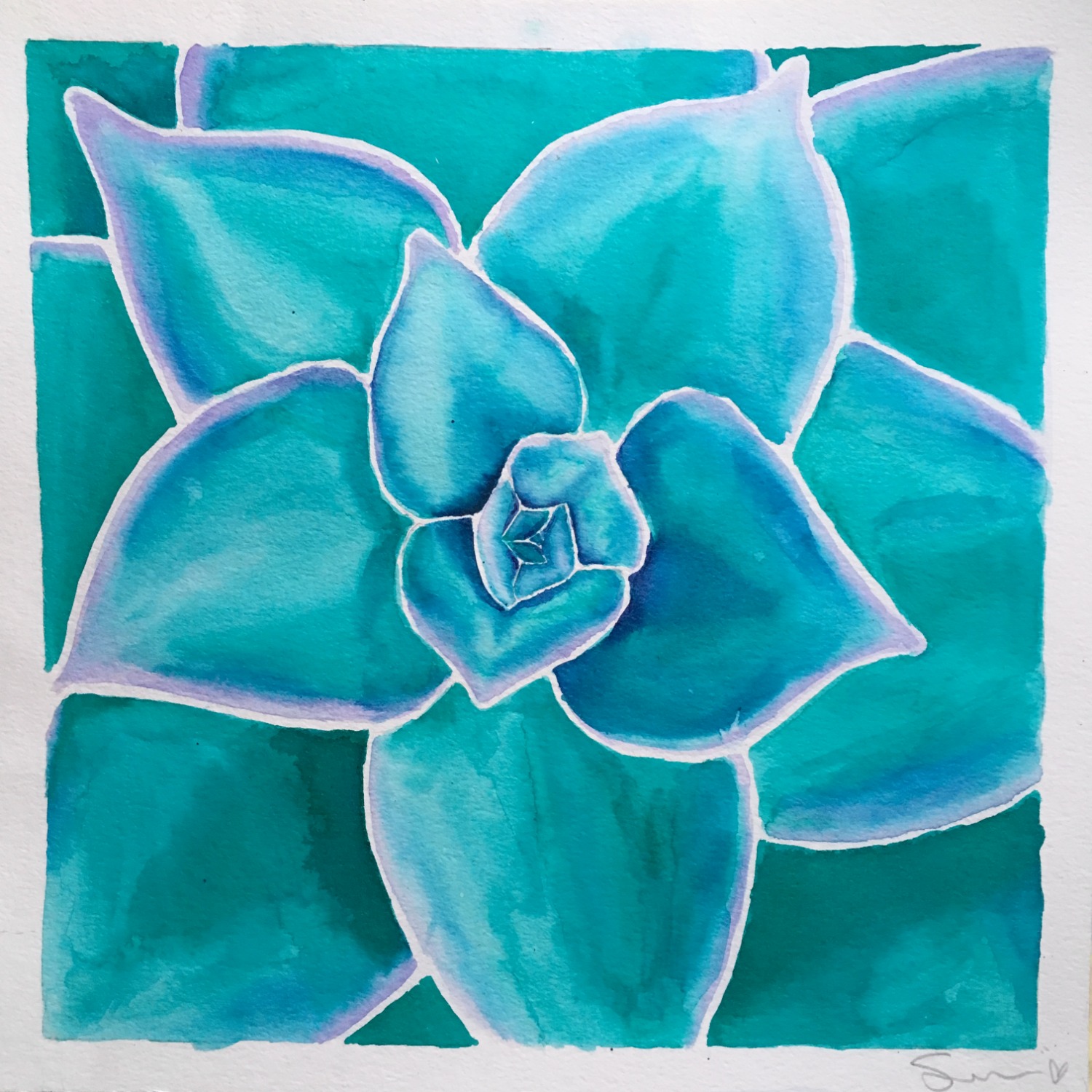 Echeveria lilicina