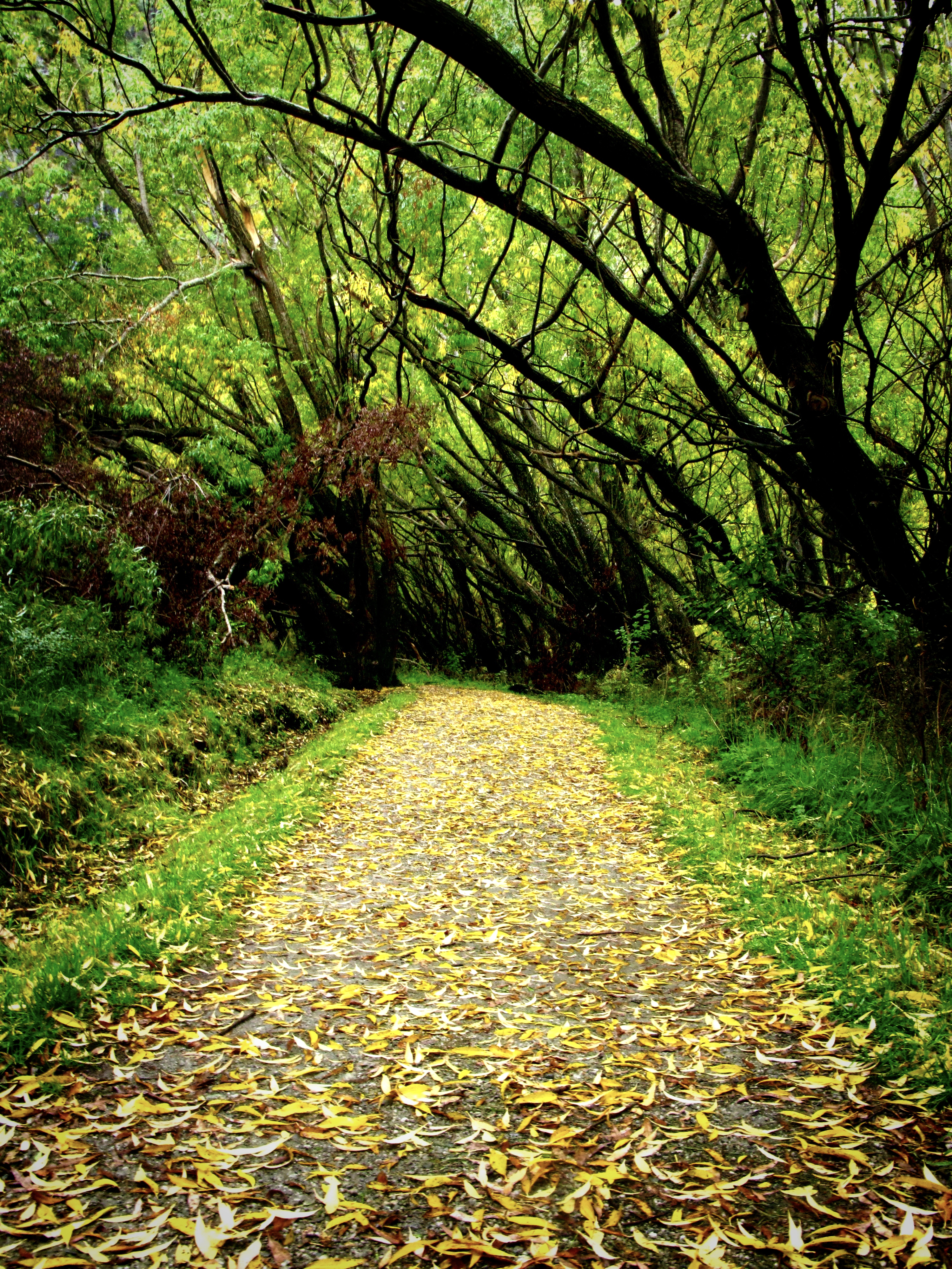 Autumn Path