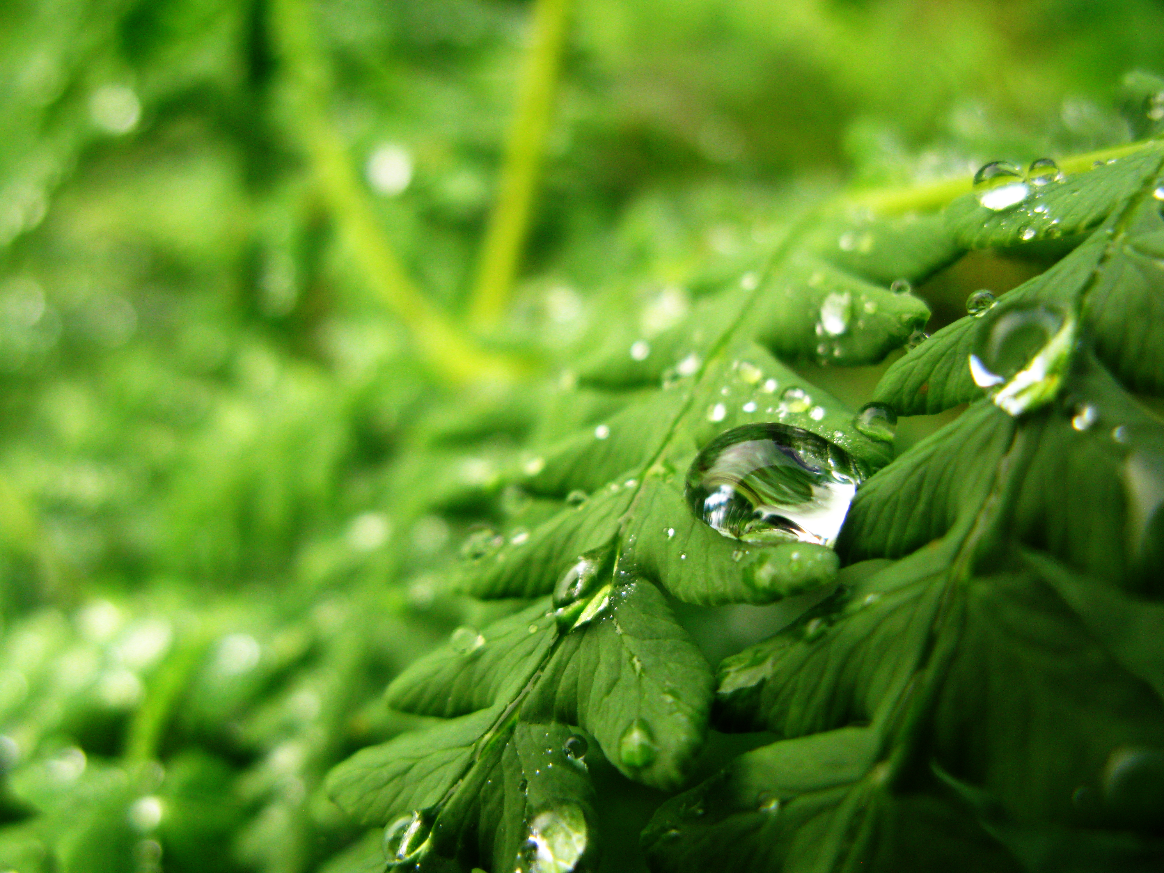 Dew Drops