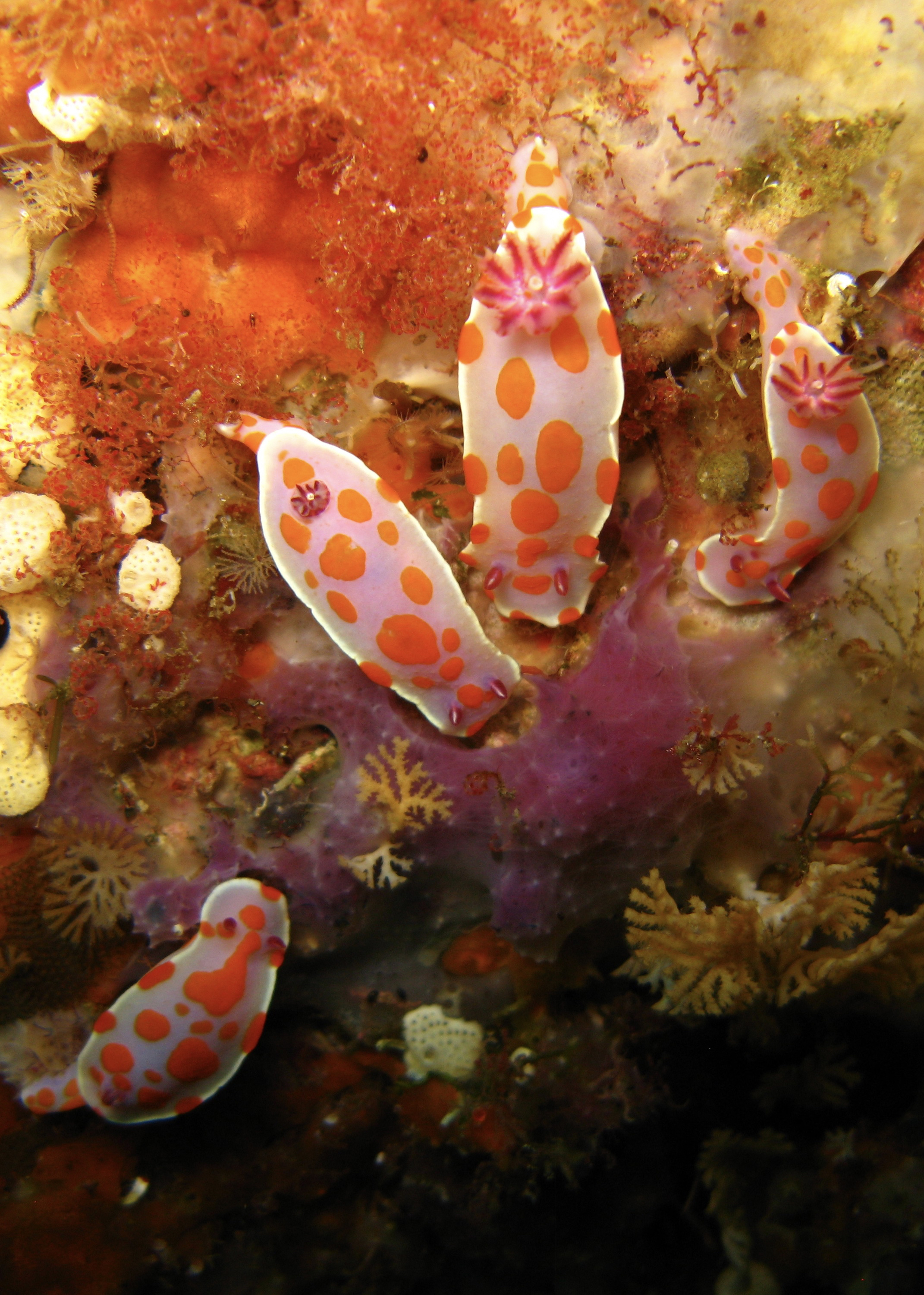Clown Nudibranchs