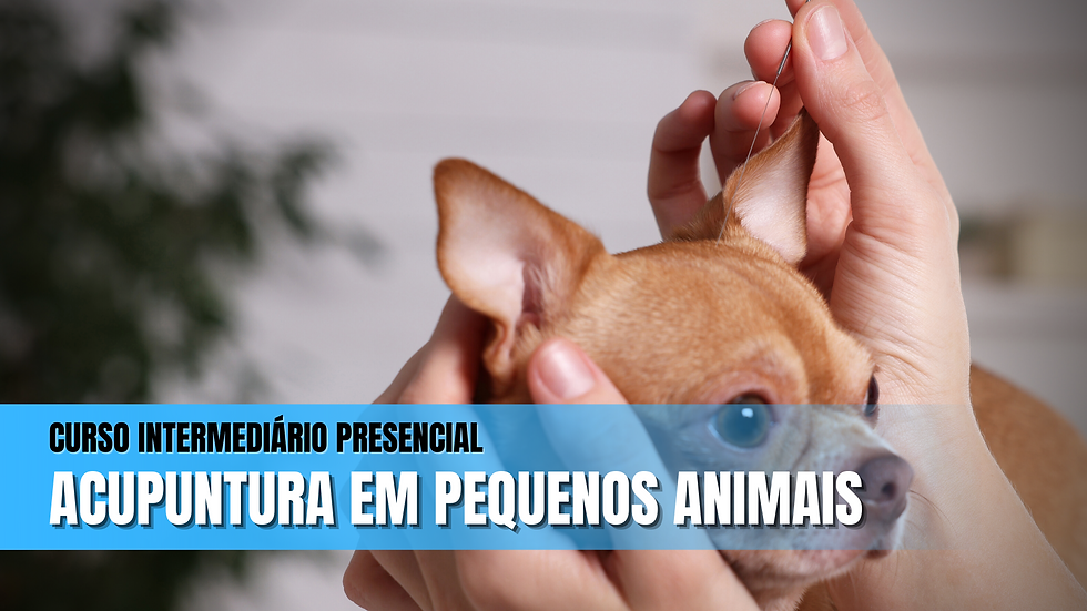 Módulo Intermediário de Acupuntura em Pequenos Animais