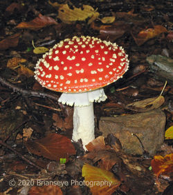 Fly Agaric mushroom