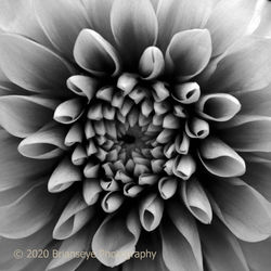 Black and white Dahlia ?