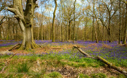 Brianseye Landscape (73)
