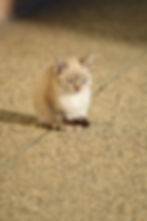 DSC_0727.JPG