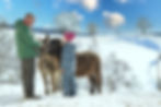 Ferienhof Tiere