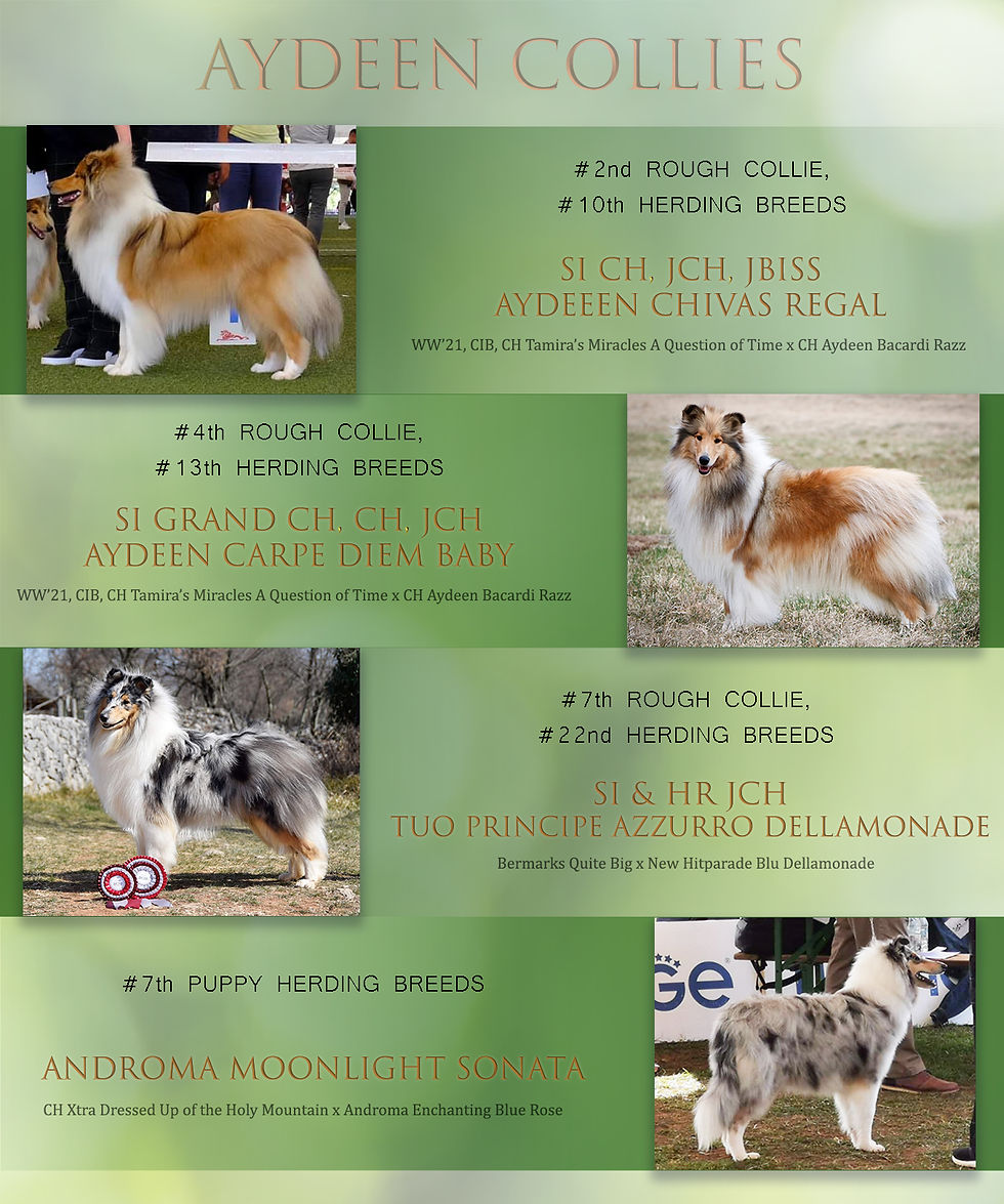 Show season 2022 / Zaključek show sezone 2022