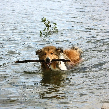 Asi - Aydeen Ace of Spades