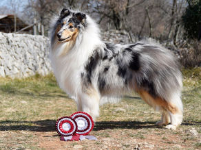 CACIB Vrtojba & Bale shows - Tristan