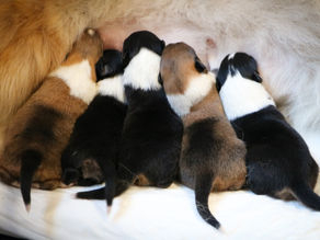 Welcome D babies! / Dobrodošlo D leglo!