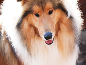 Happy 1st birthday C litter!