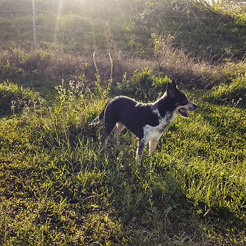 Scout