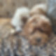 Doodles make wondeful family pets