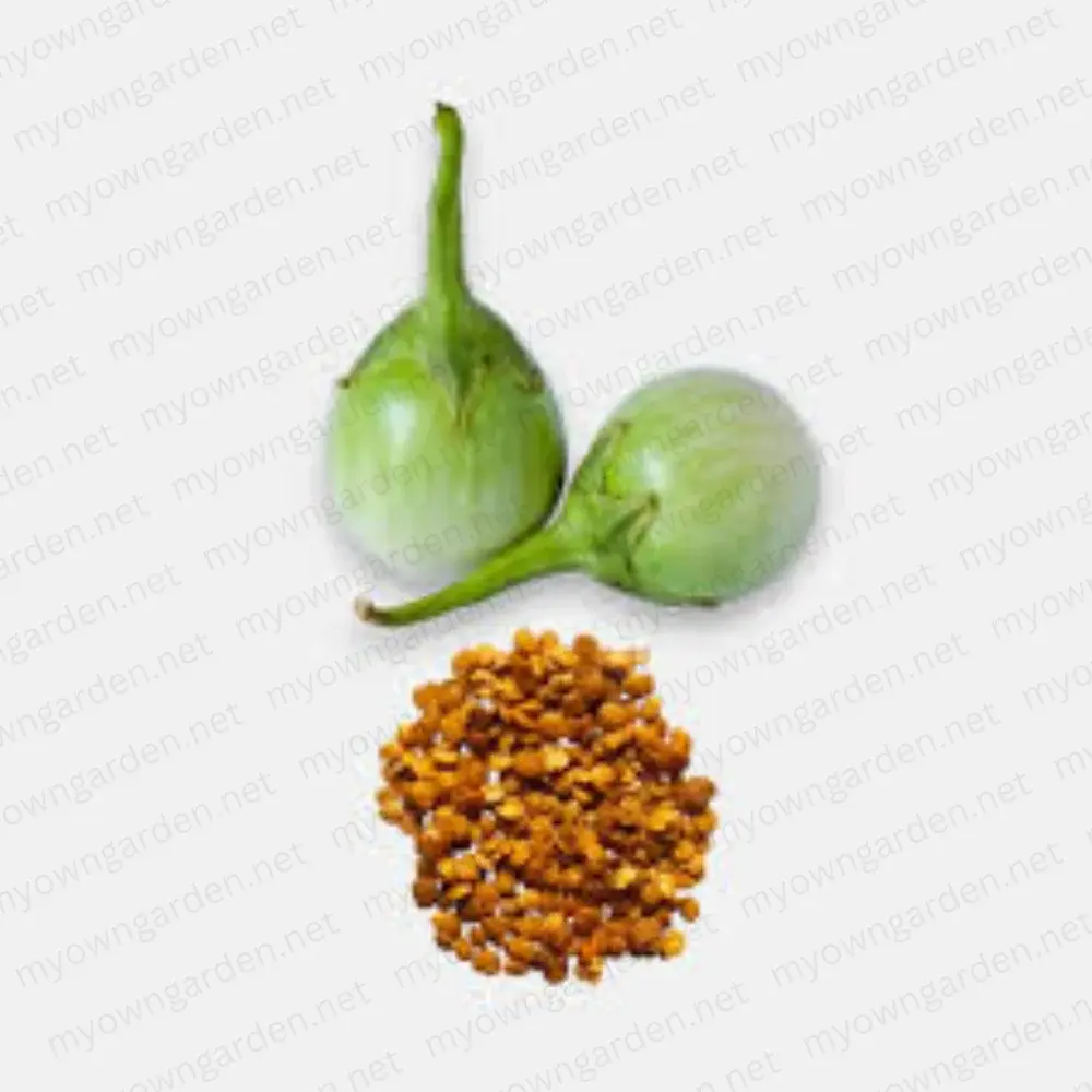Brinjal Seeds 