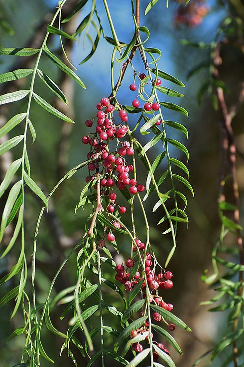 california-pepper-tree-leaves-berries-i-