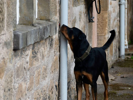 Rottweiler searching in scent work