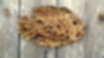 Pecky Cypress Fish