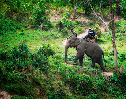 Deep jungles of North Thailand
