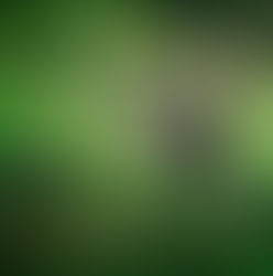 Two people ride an elephant through lush, green forest terrain. The scene is tranquil and vibrant with vivid greenery and natural beauty. travel insurance Thailand