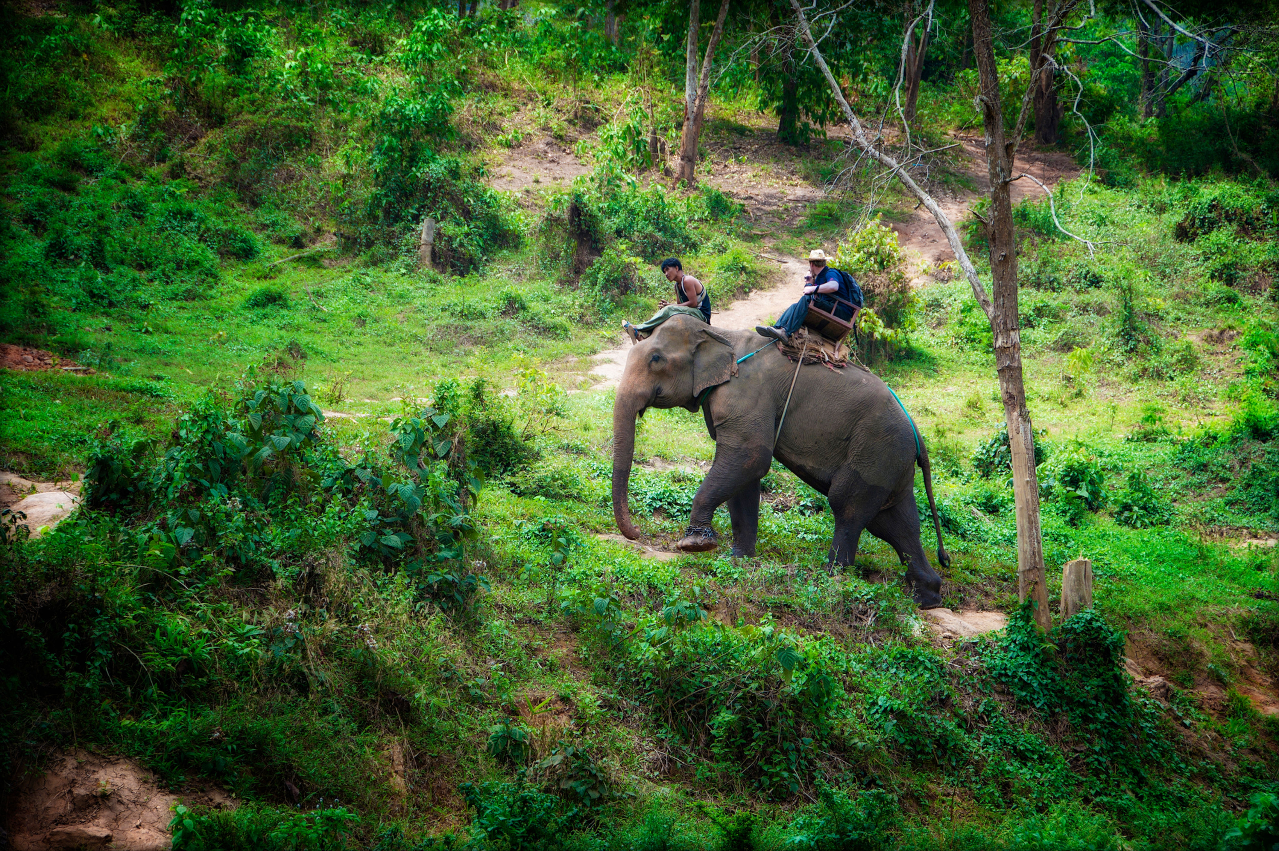 Traveler riding an elephant through lush green jungle, representing adventure and cultural immersion in curated luxury journeys.