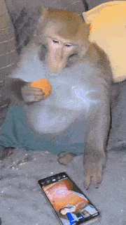 goobabs-monkey.gif