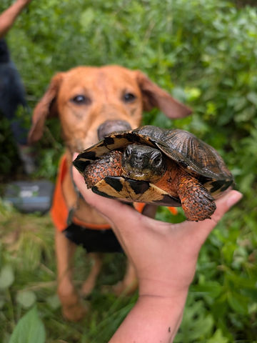 A wood turtle is held in a person's hand with Newt the Turtle Dog in the background