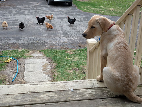 April Chicken s.jpg