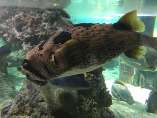 Aquarium de Genova