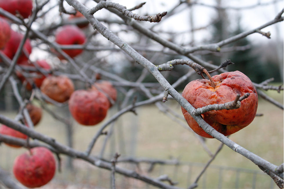 Apples (sickness)