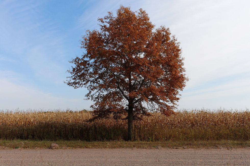 Tree 1 Day