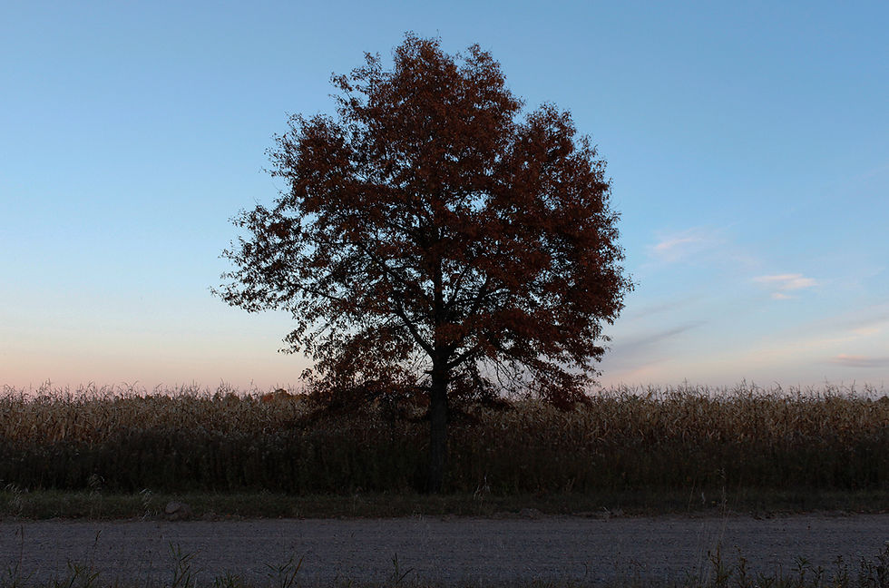Tree 1 Night