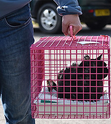 black-cat-in-mdc-cat-carrier_edited.jpg