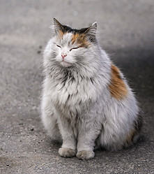 Stray Cat