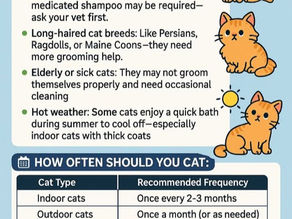 When Should a Cat Have a Bath