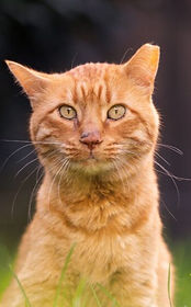 ear-tipped-cat--e1723482744687-768x553_edited.jpg